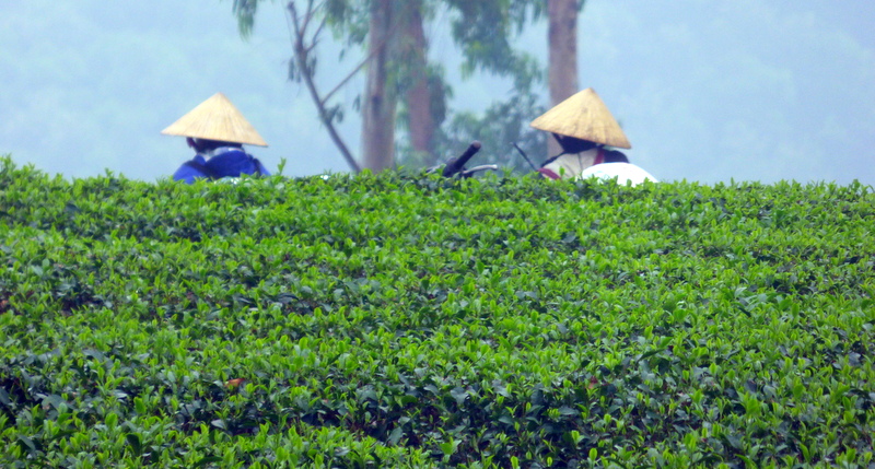 Północny Wietnam. Prowincja Nghệ An. Herbata i Ryż.